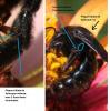 Xylocopa divers